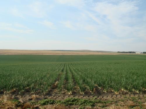 Utah Onions Inc. Announces Partnership with Gerrald's Vidalia SweetsÂ®